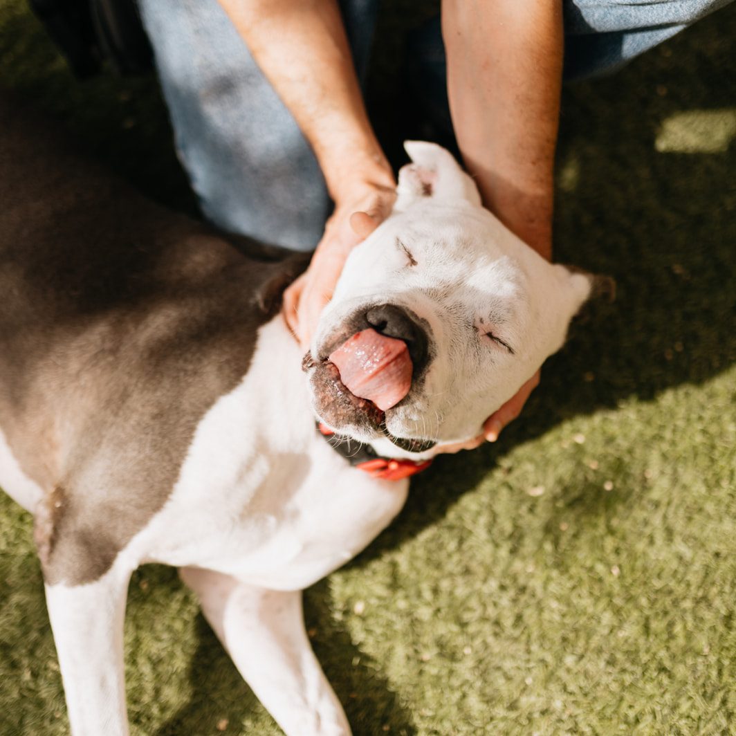 Animal Foundation - The Animal Foundation