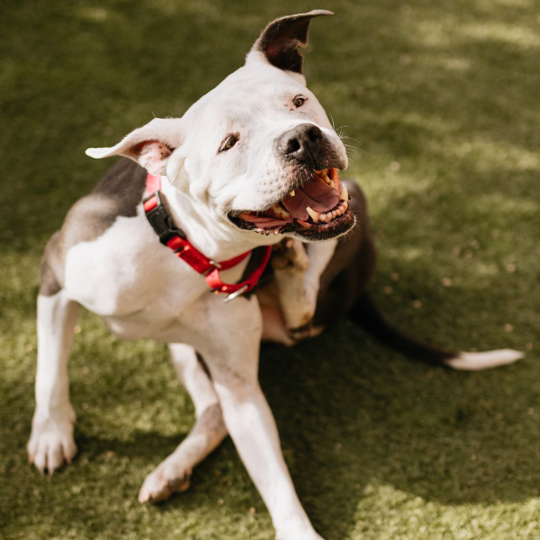 Animal Foundation - The Animal Foundation