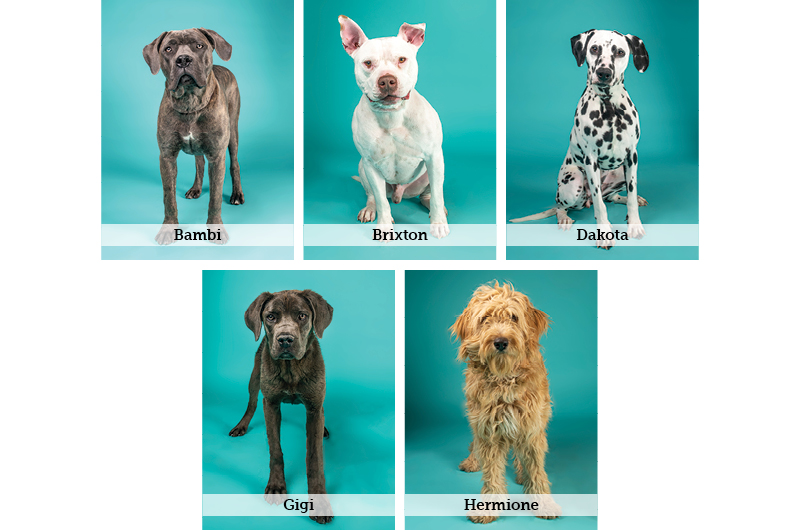 AF - BIS Digital Asset - Website Photo Grid - Large.jpg