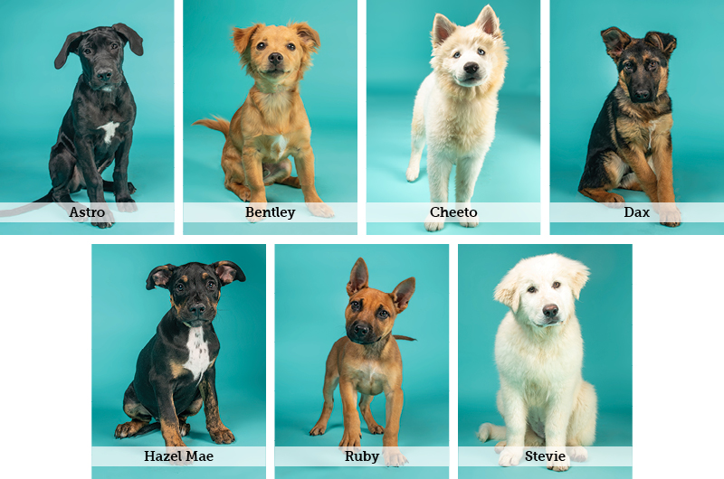 AF - BIS Digital Asset - Website Photo Grid - Puppies.jpg