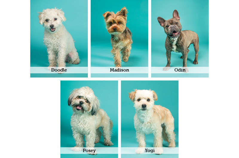 AF - BIS Digital Asset - Website Photo Grid - Small.jpg