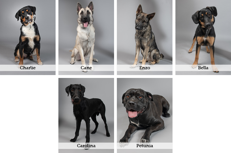 AF - Best in Show Digital Asset - Website Photo Grids - Large.jpg