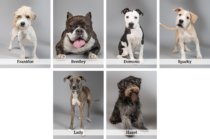 AF - Best in Show Digital Asset - Website Photo Grids - Medium.jpg