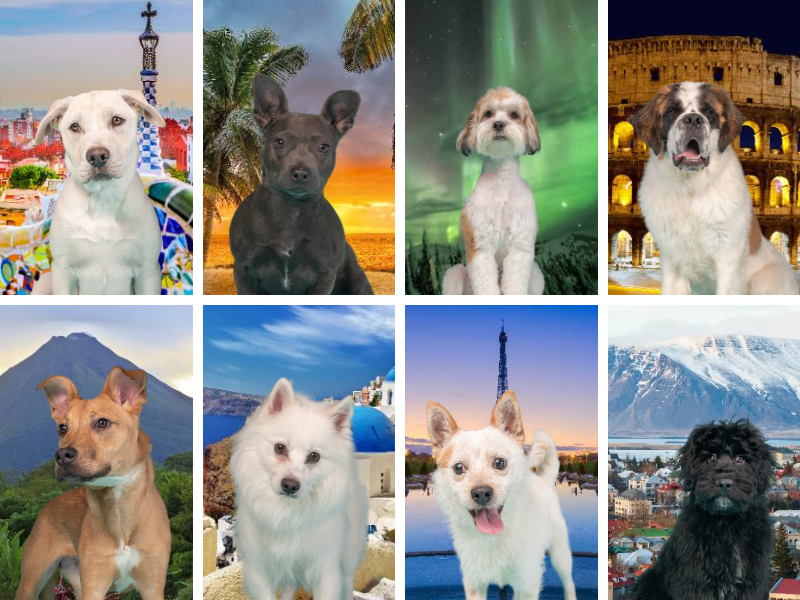 BIS 2023 Vacation Packages.png