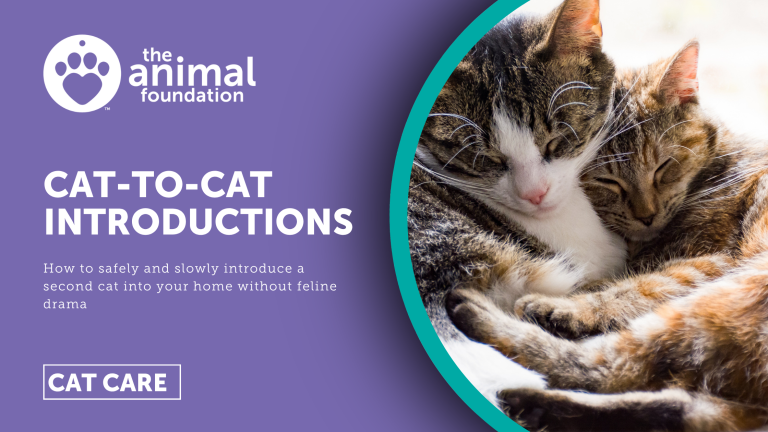 View of Introducing a New Cat to Your Resident Cat: A Step-by-Step Guide - The ...