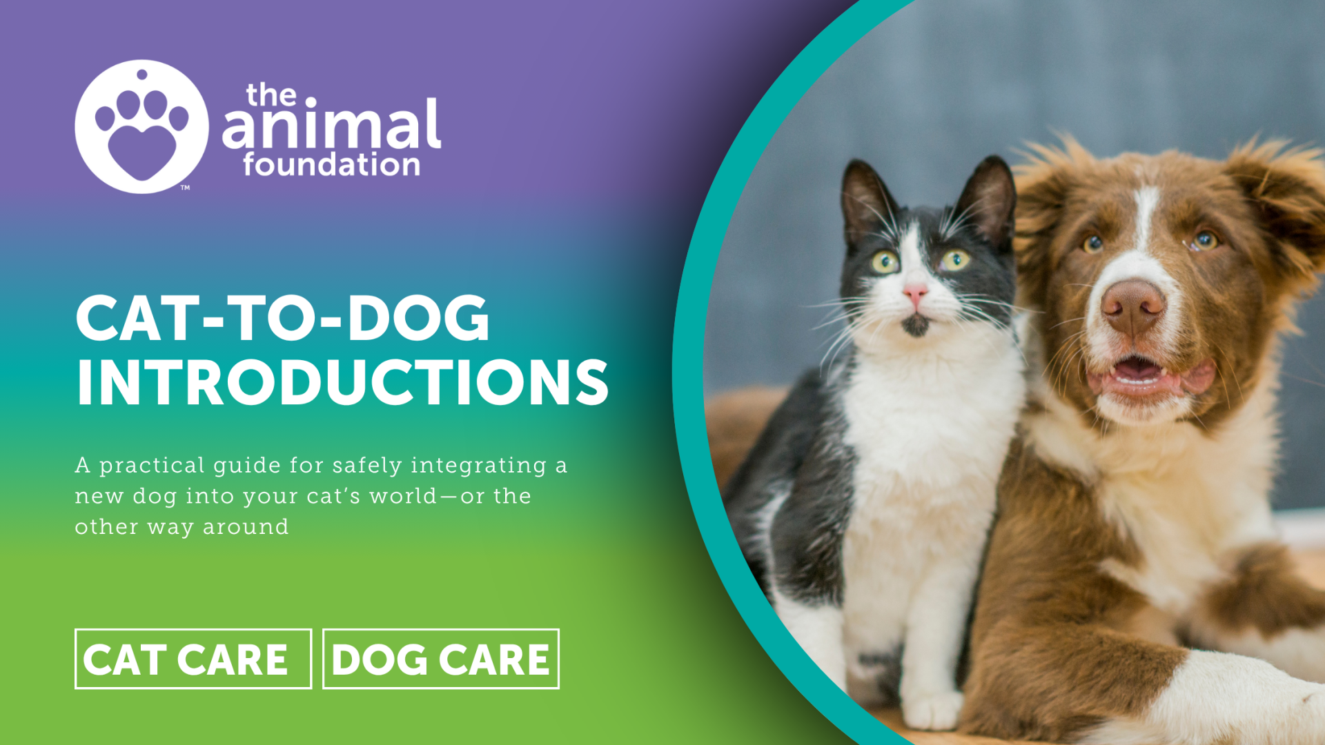 Picture of Introducing Dogs and Cats: How to Help Your Pets Live Together ...