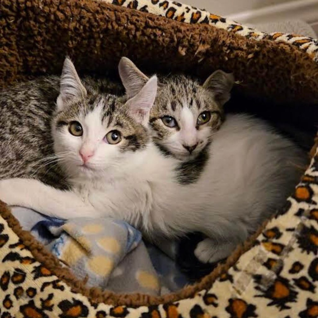 484631525_1068342225317235_5471836548222861437_n - The Animal Foundation