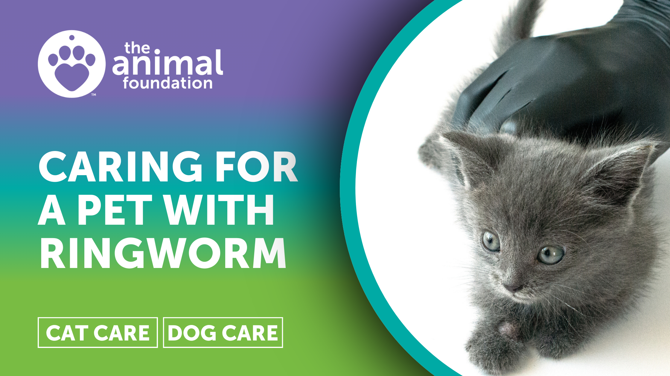 Adopting or Fostering a Pet With Ringworm