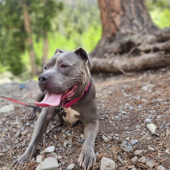 FFT Dog Laying Down - The Animal Foundation