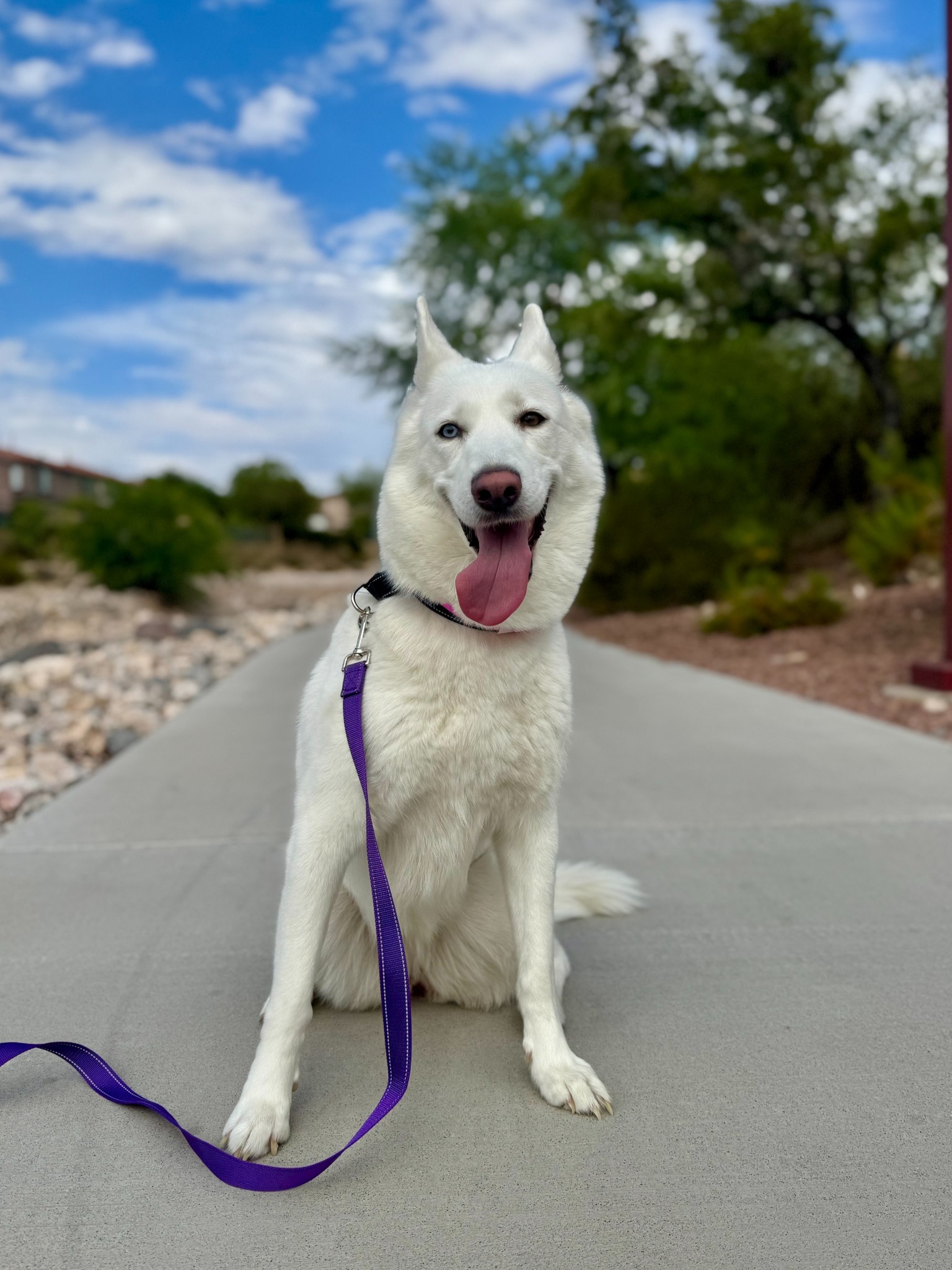FFT White Huskie - The Animal Foundation