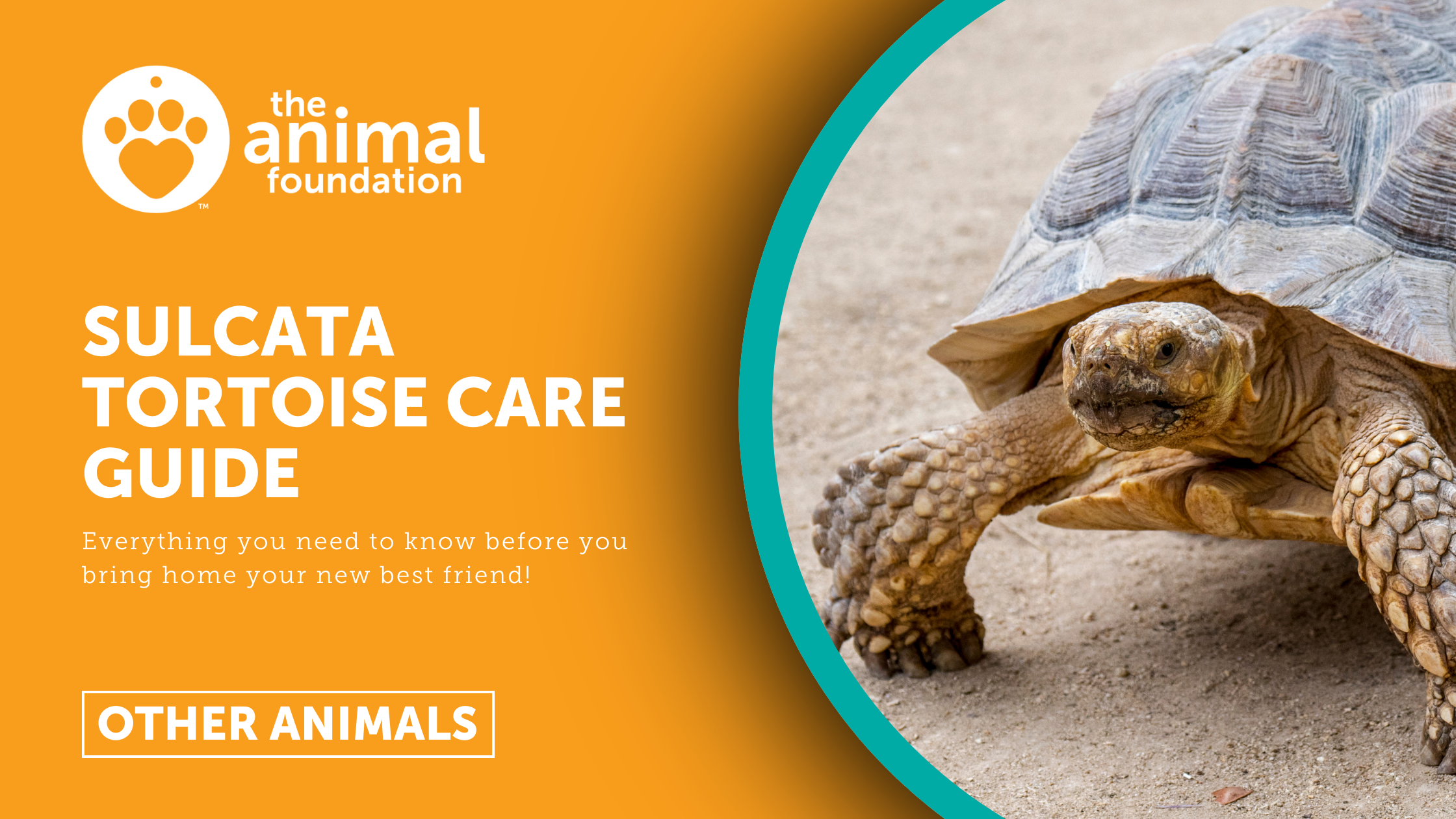 Sulcata Tortoise Care Guide