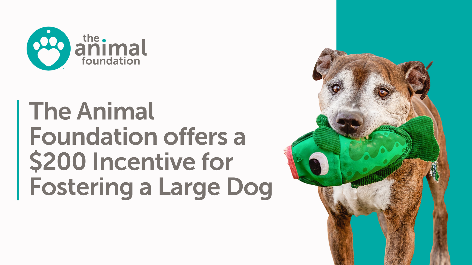 The Animal Foundation Foster Incentive