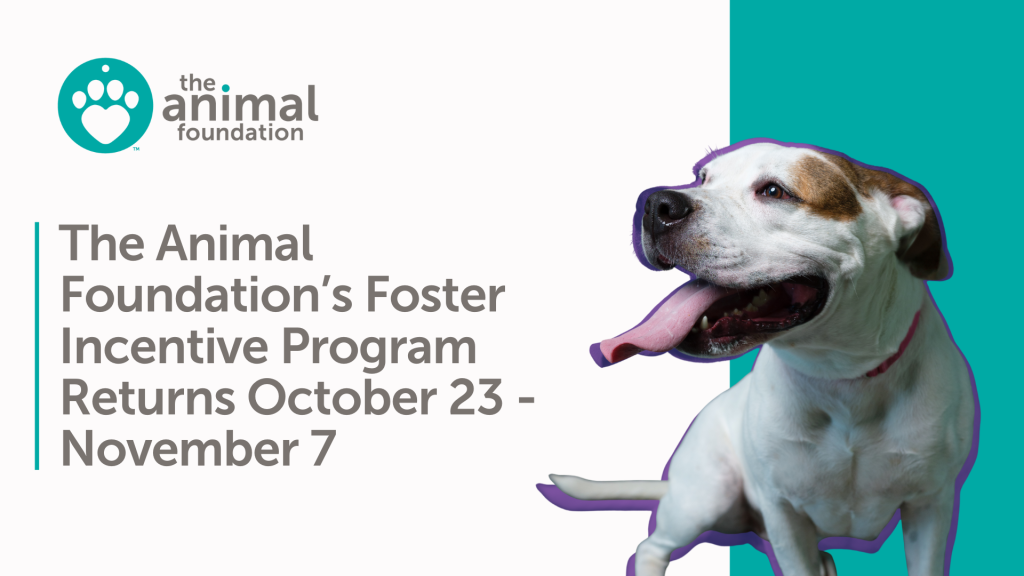 The Animal Foundation Foster Incentive October v2 - The Animal Foundation