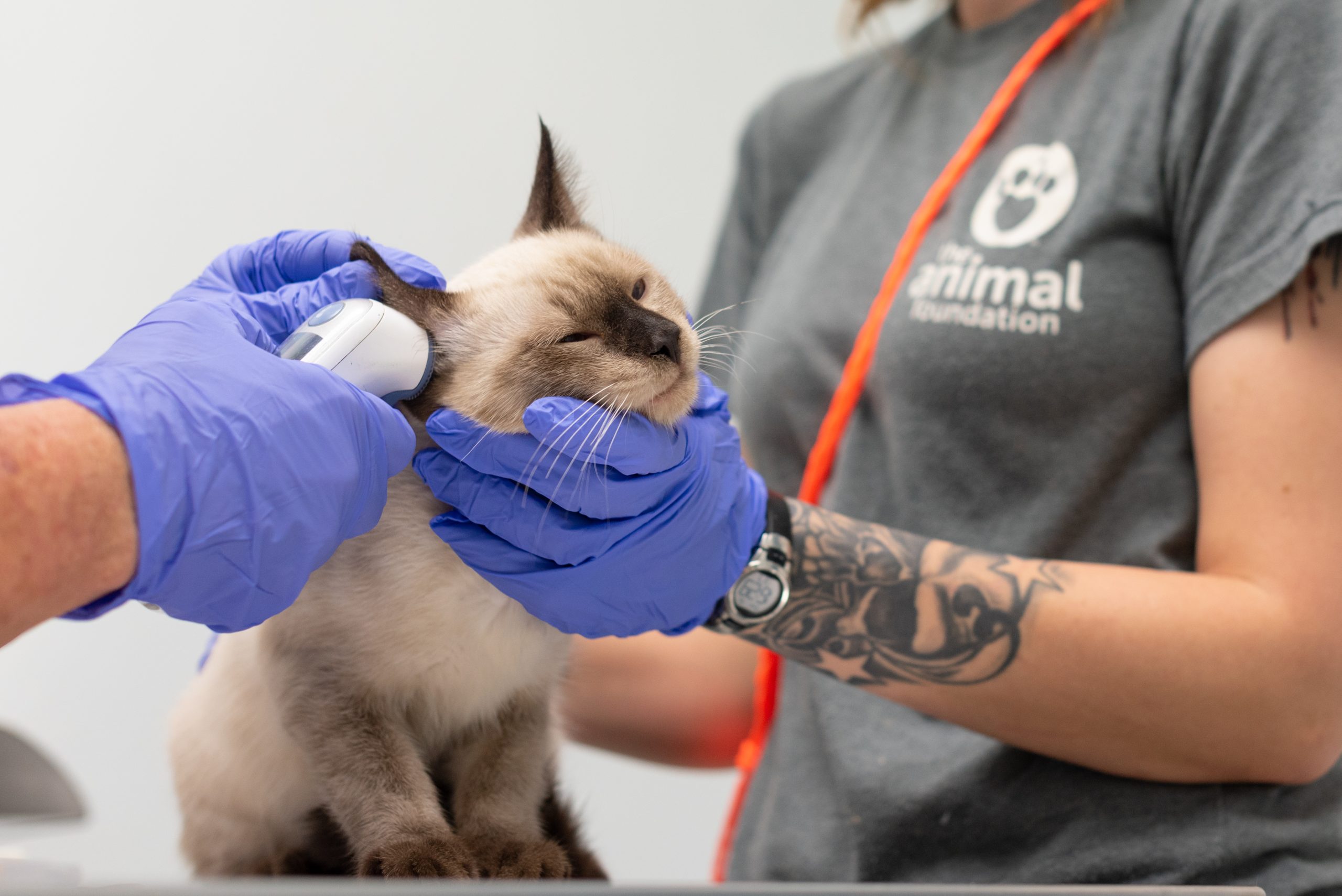 20180906 Veterinary Services_vaccines and microchips-18 - The Animal Foundation