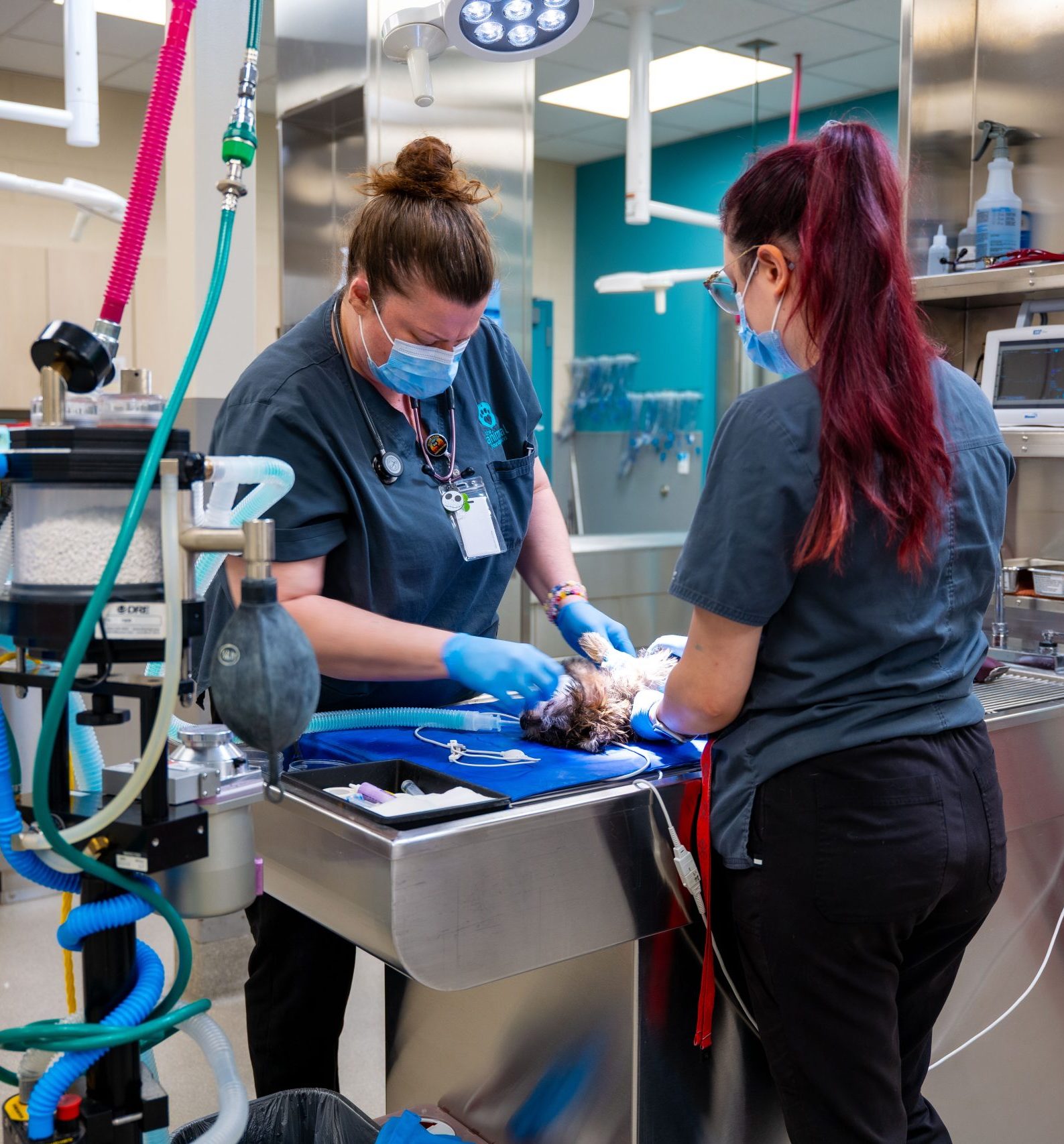 Vet services surgery - The Animal Foundation