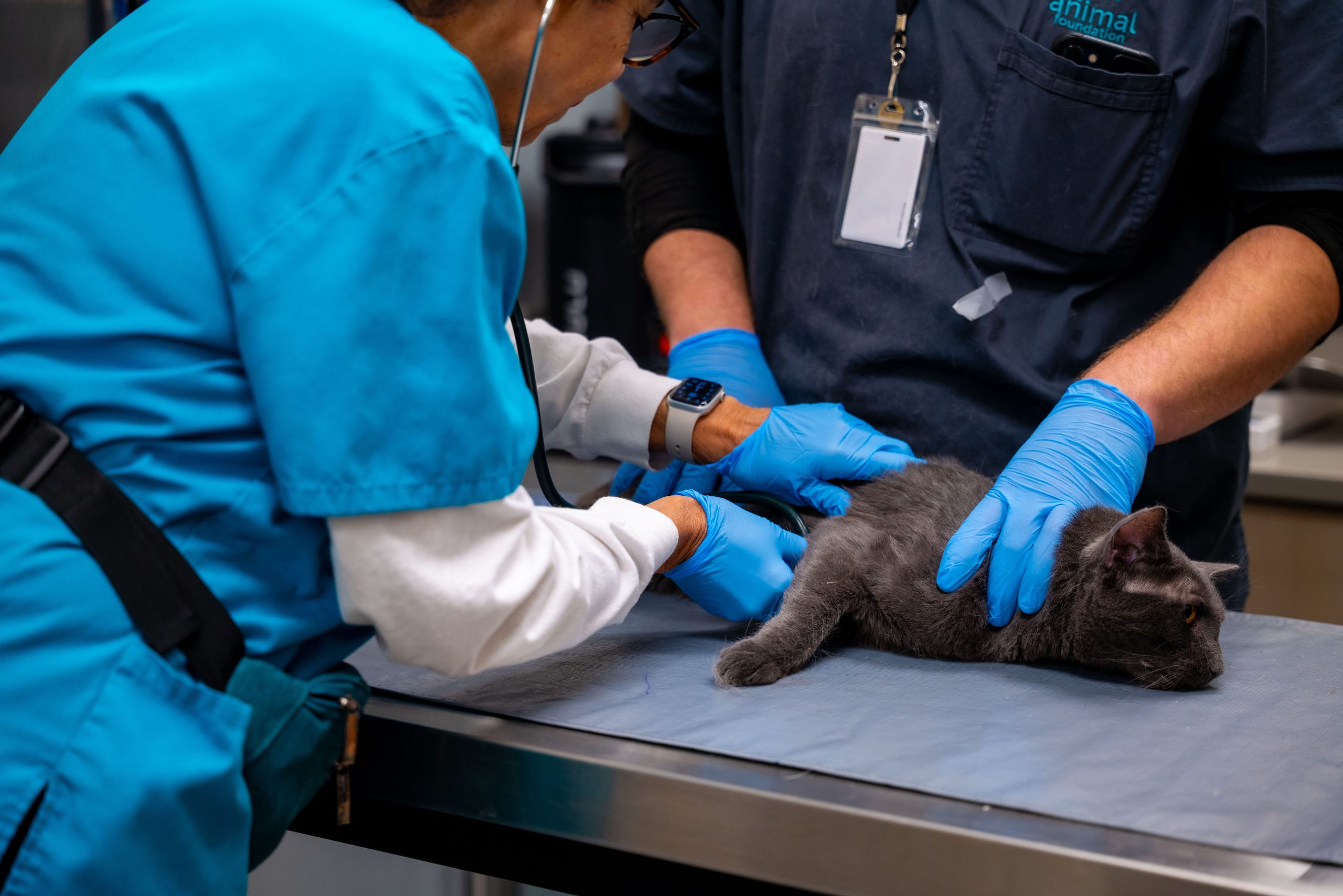 P1301555 - The Animal Foundation