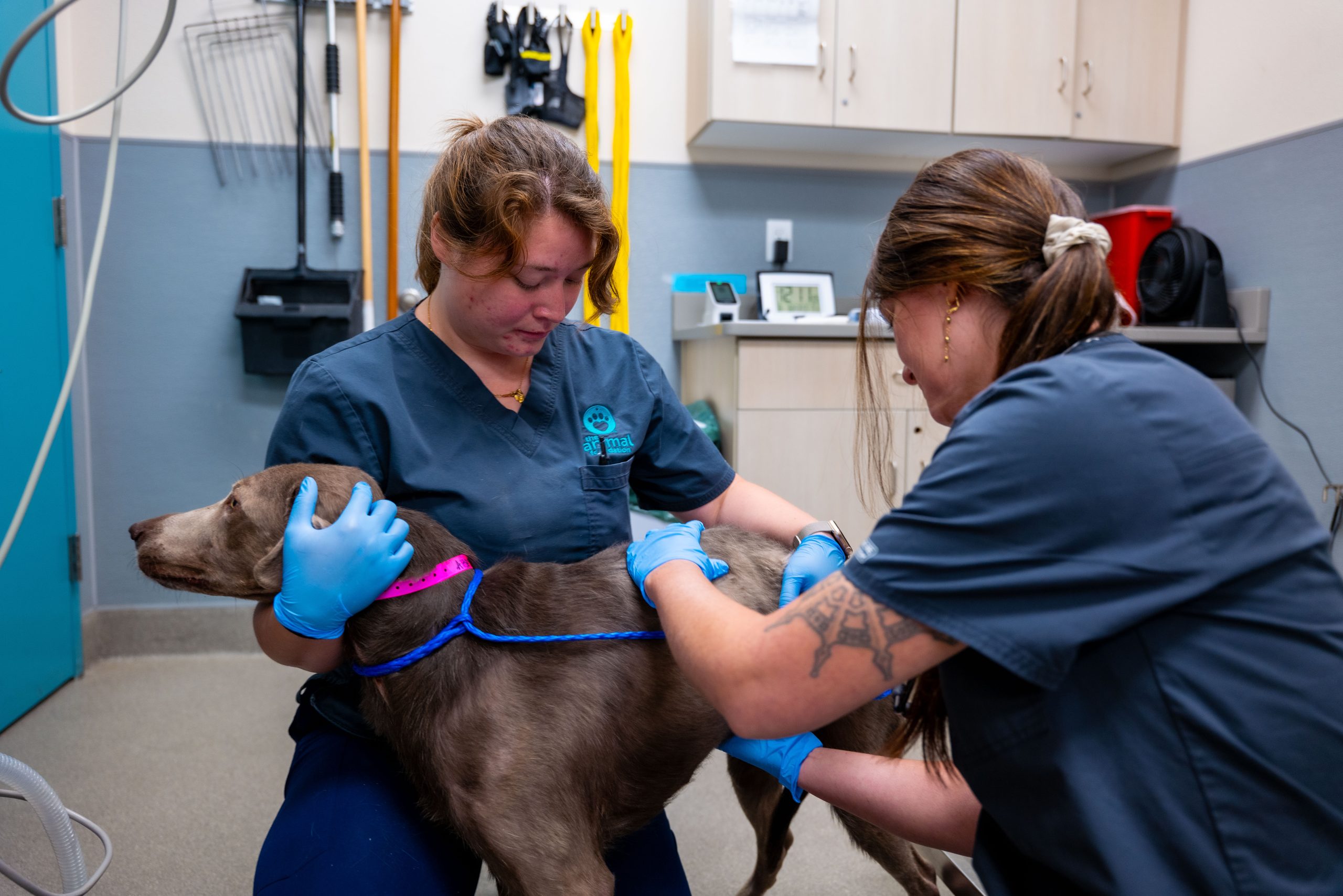 P1301628 - The Animal Foundation