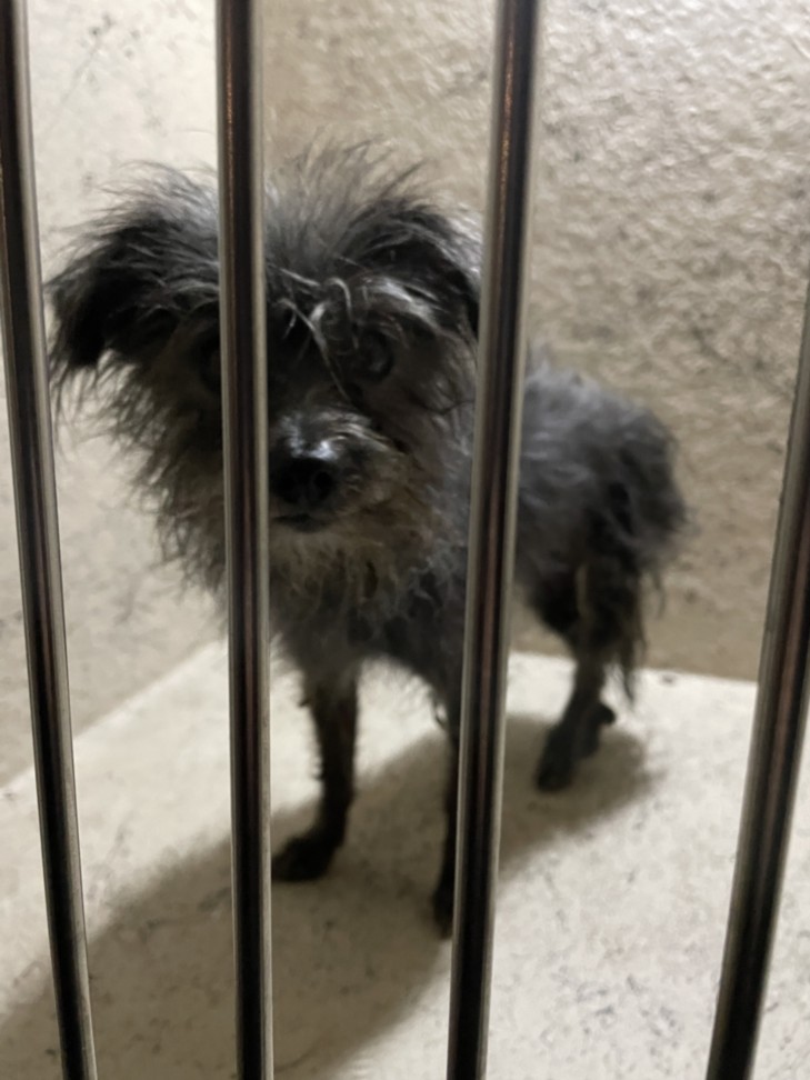 A1405554 - The Animal Foundation