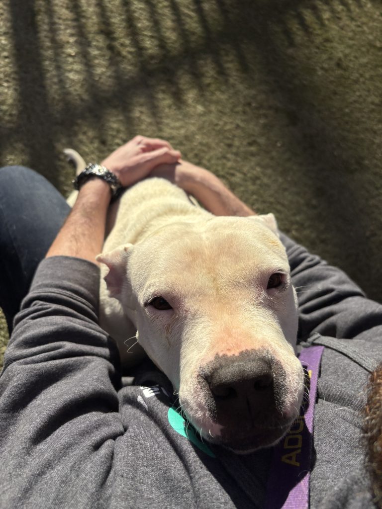 IMG_8283 - The Animal Foundation