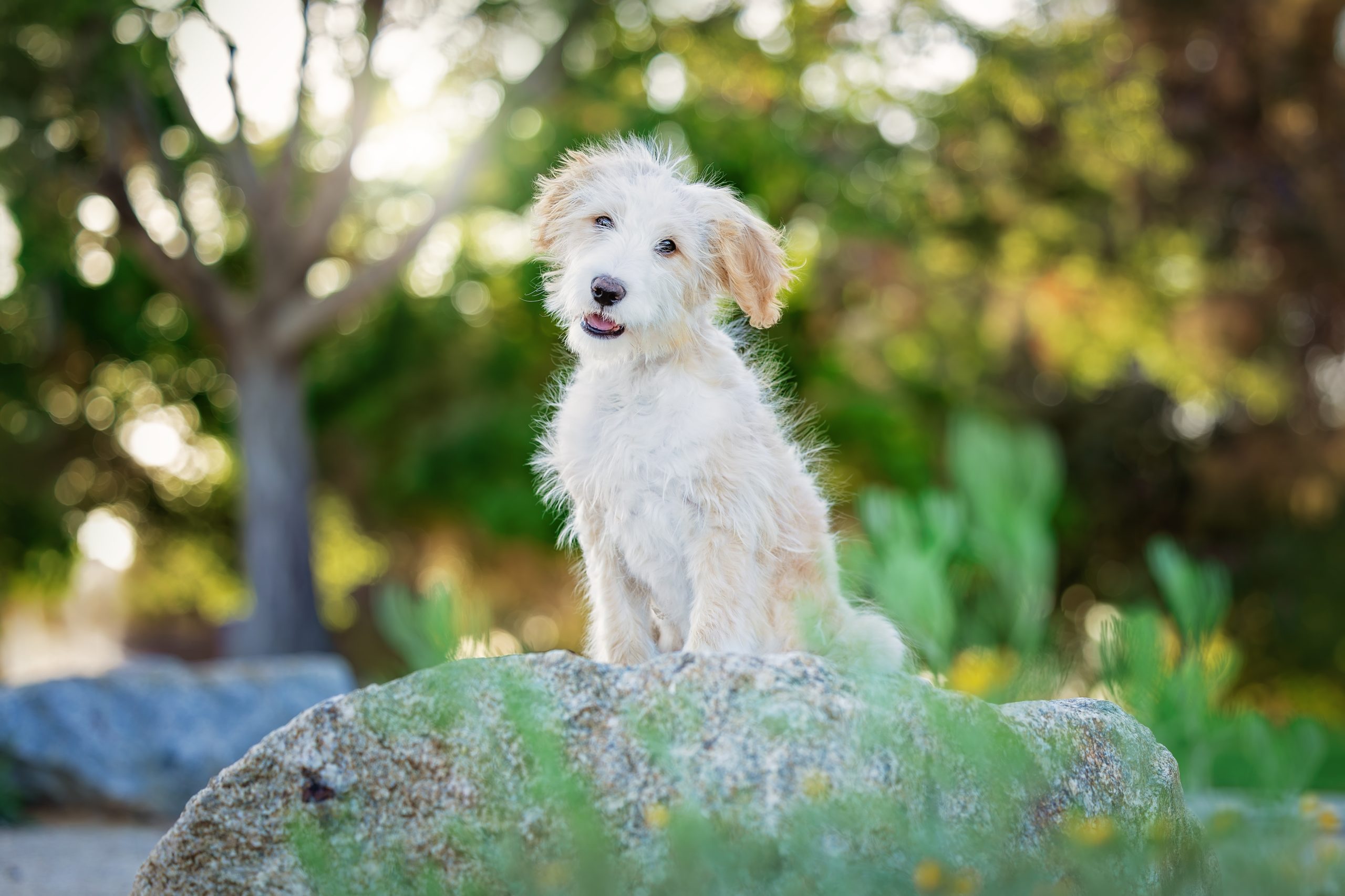 Ahsoka Tano - The Animal Foundation