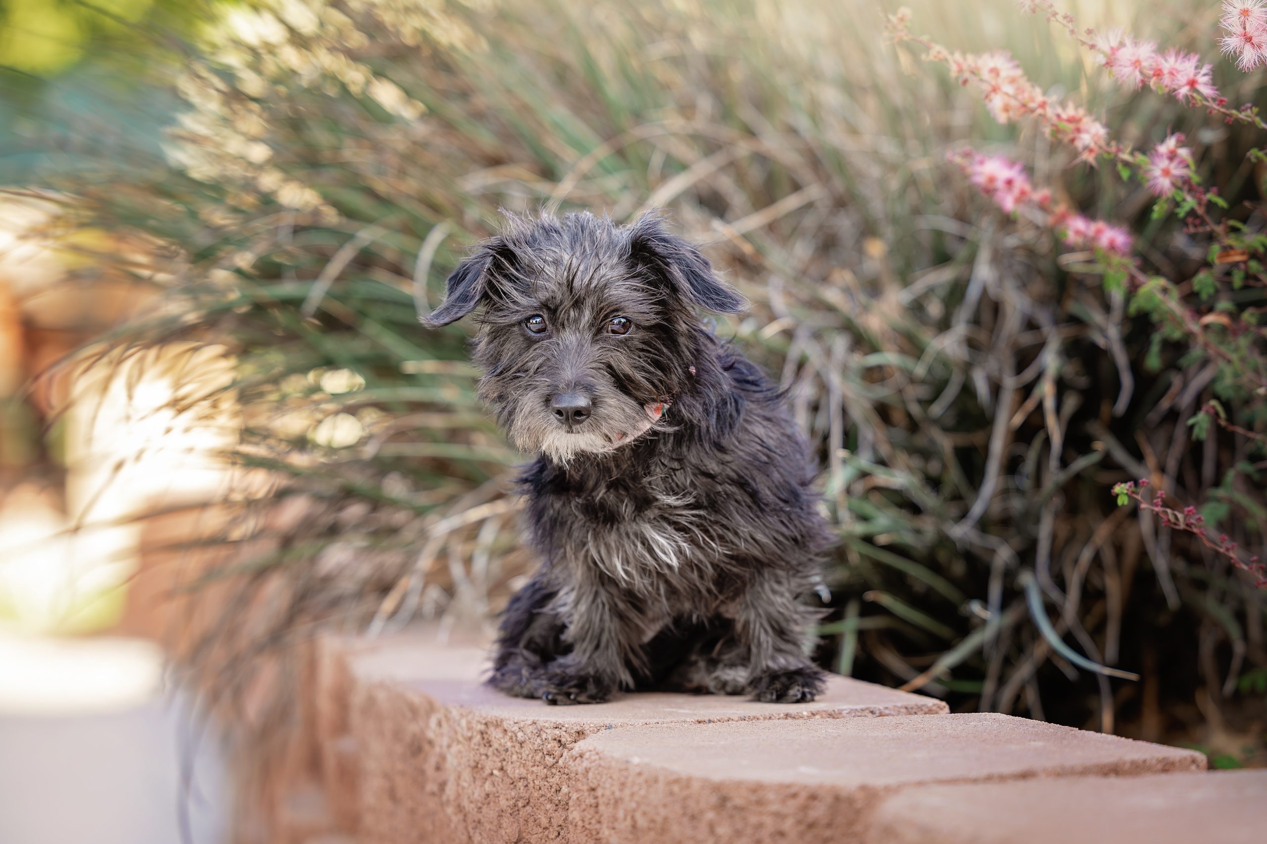 Amethyst - The Animal Foundation