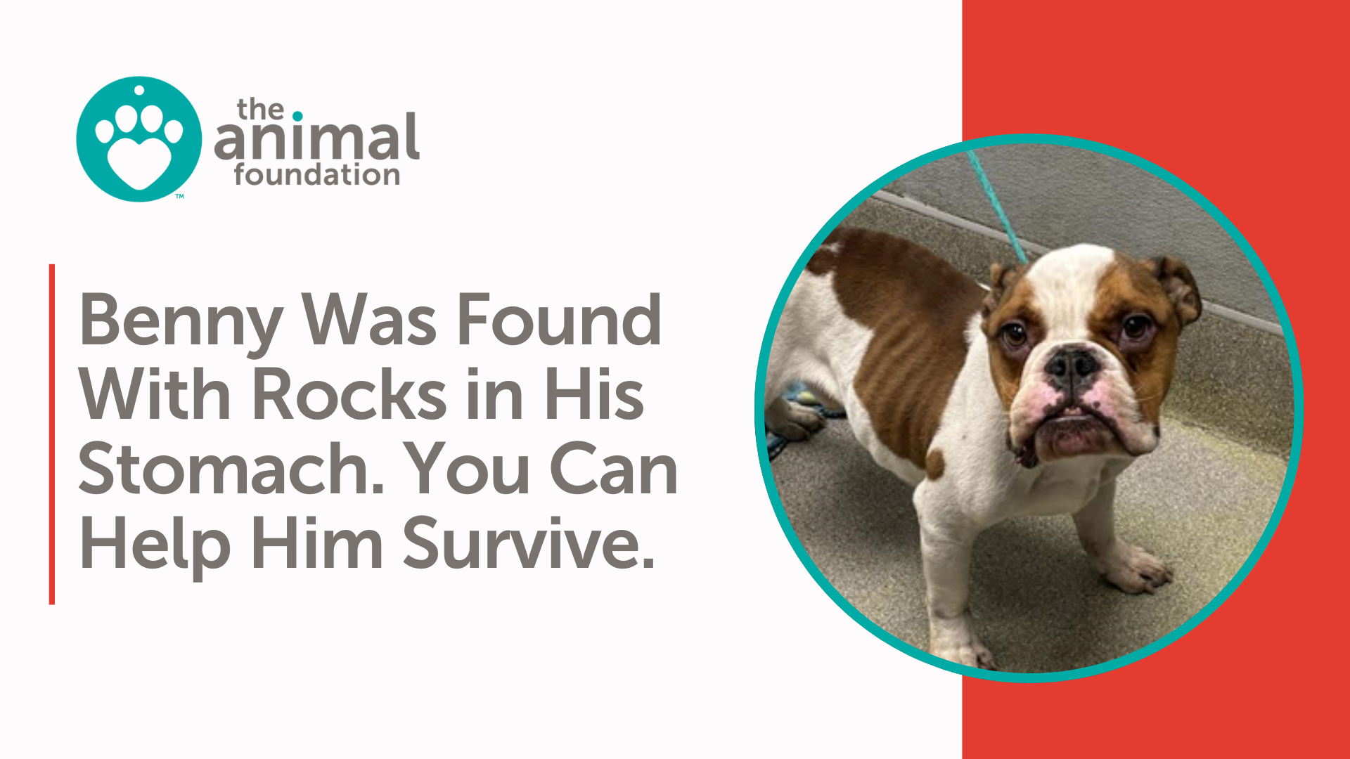 Benny Was Found With Rocks in His Stomach. You Can Help Him Survive.