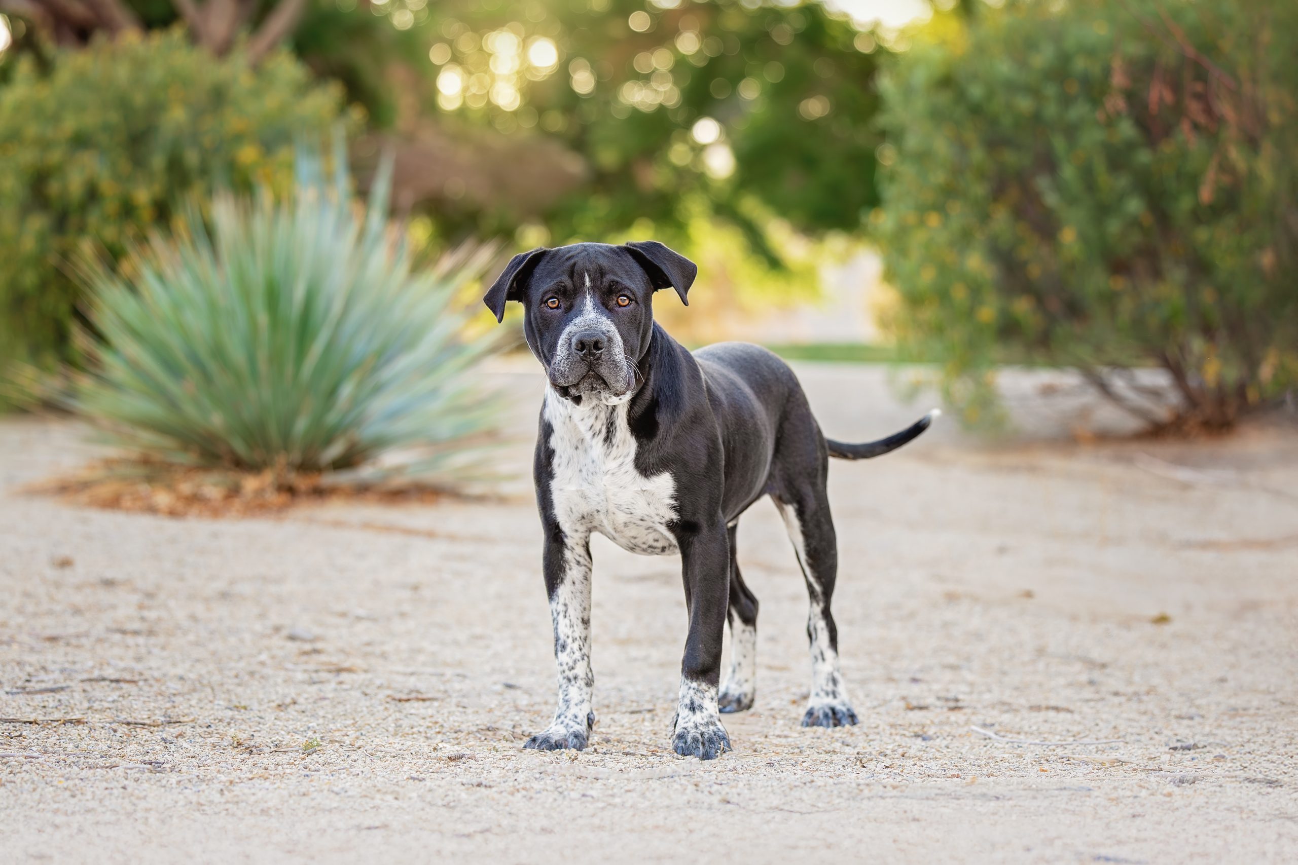 Best in Show 2025 - The Animal Foundation