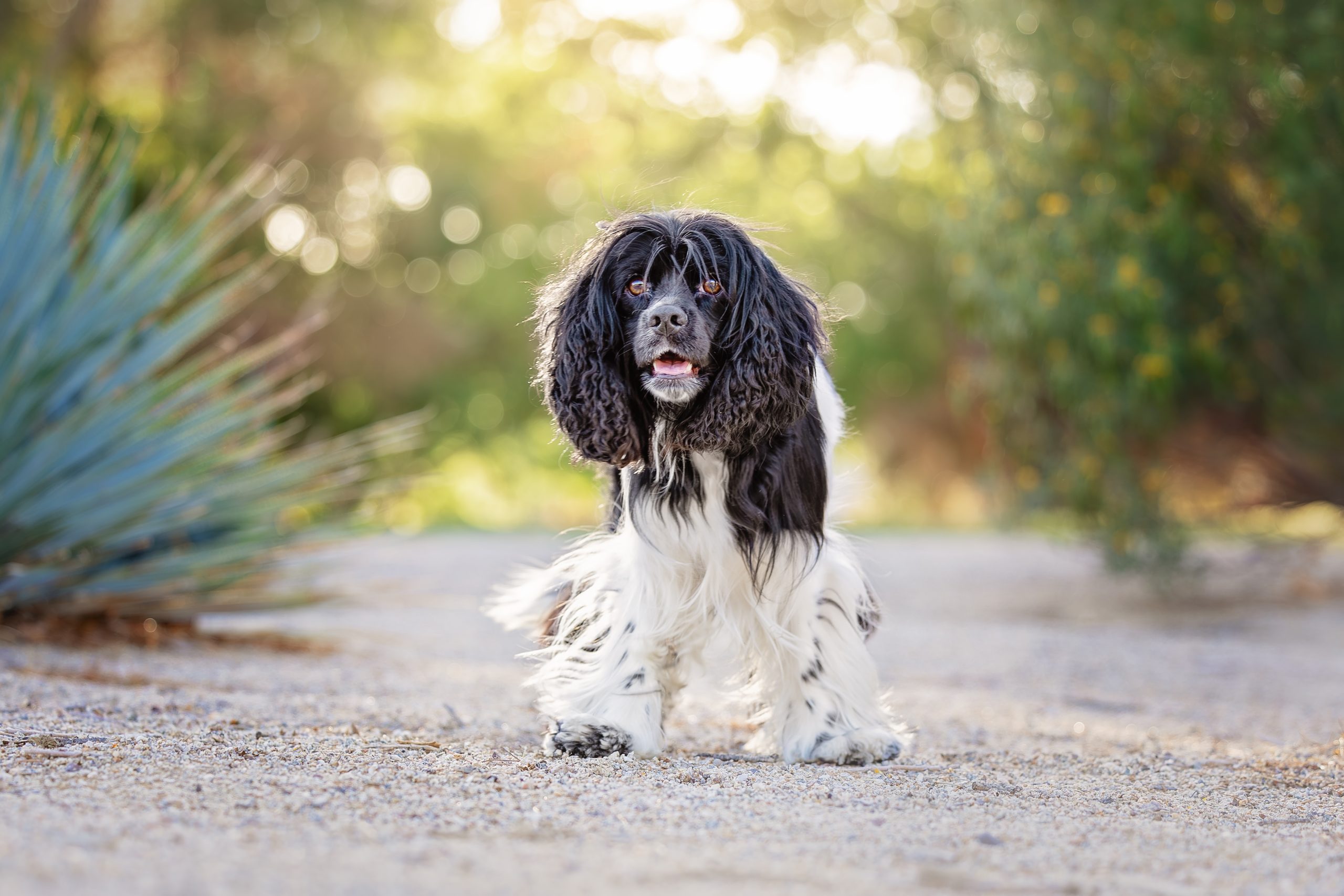 Best in Show 2025 - The Animal Foundation