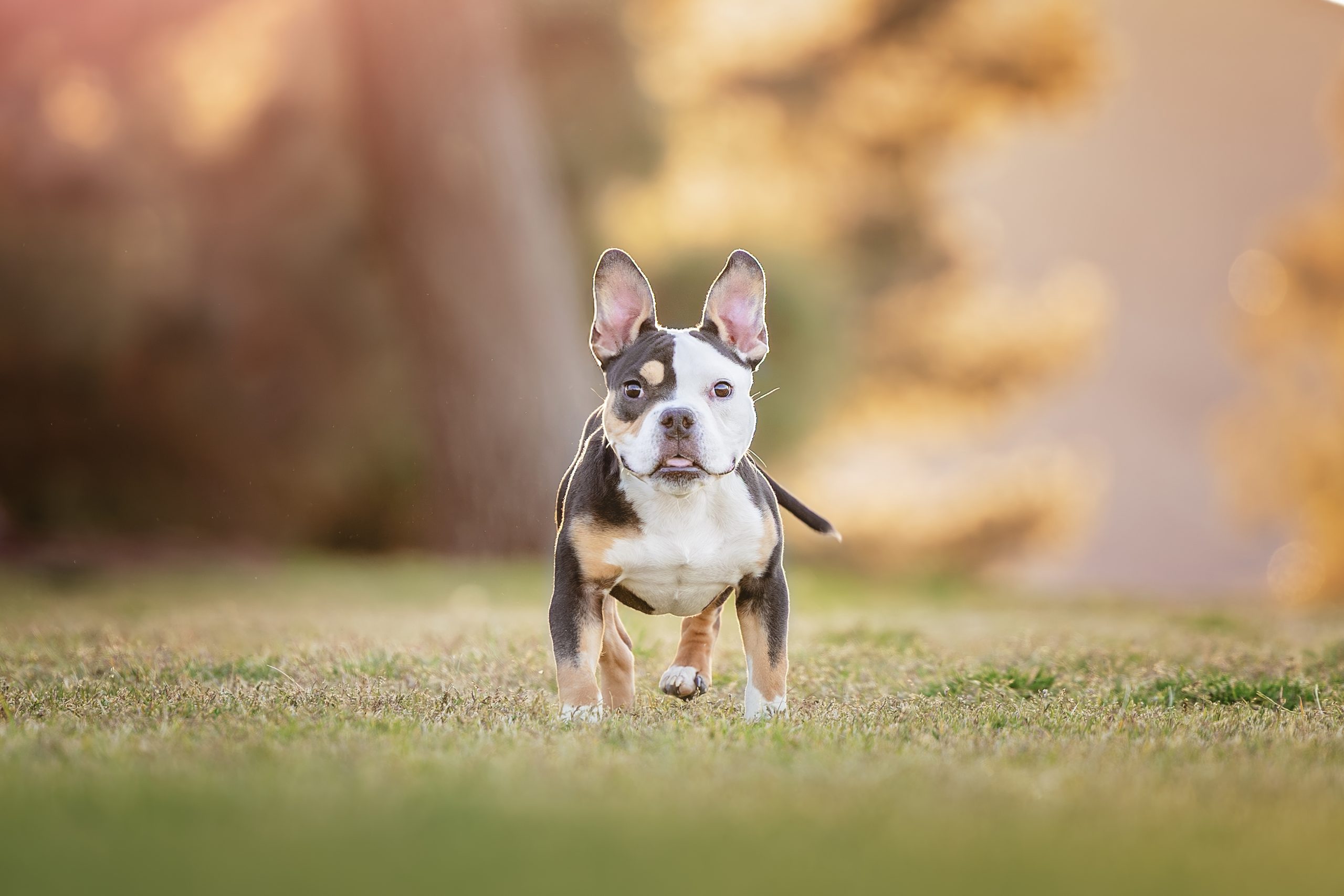 Best in Show 2025 - The Animal Foundation