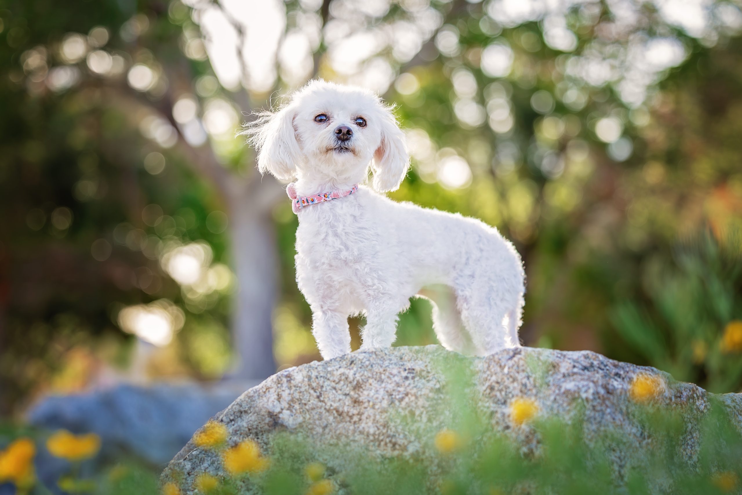 Best in Show 2025 - The Animal Foundation