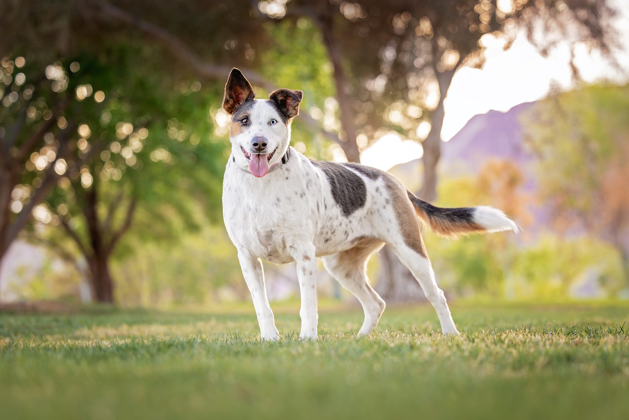 Goosey - The Animal Foundation