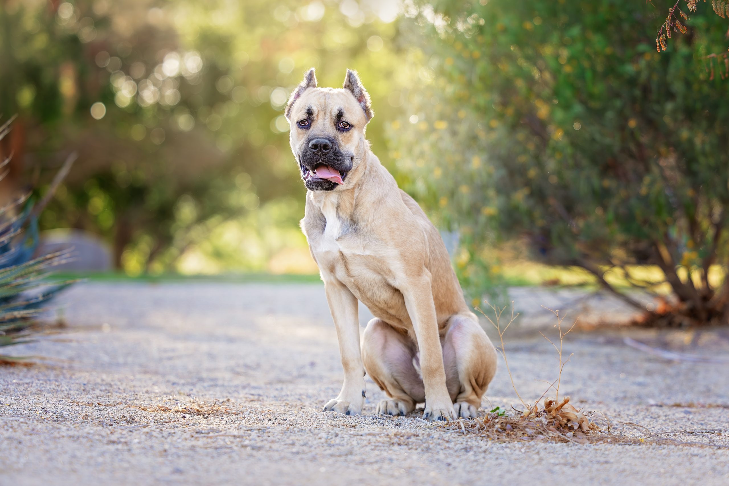 Jethro - The Animal Foundation