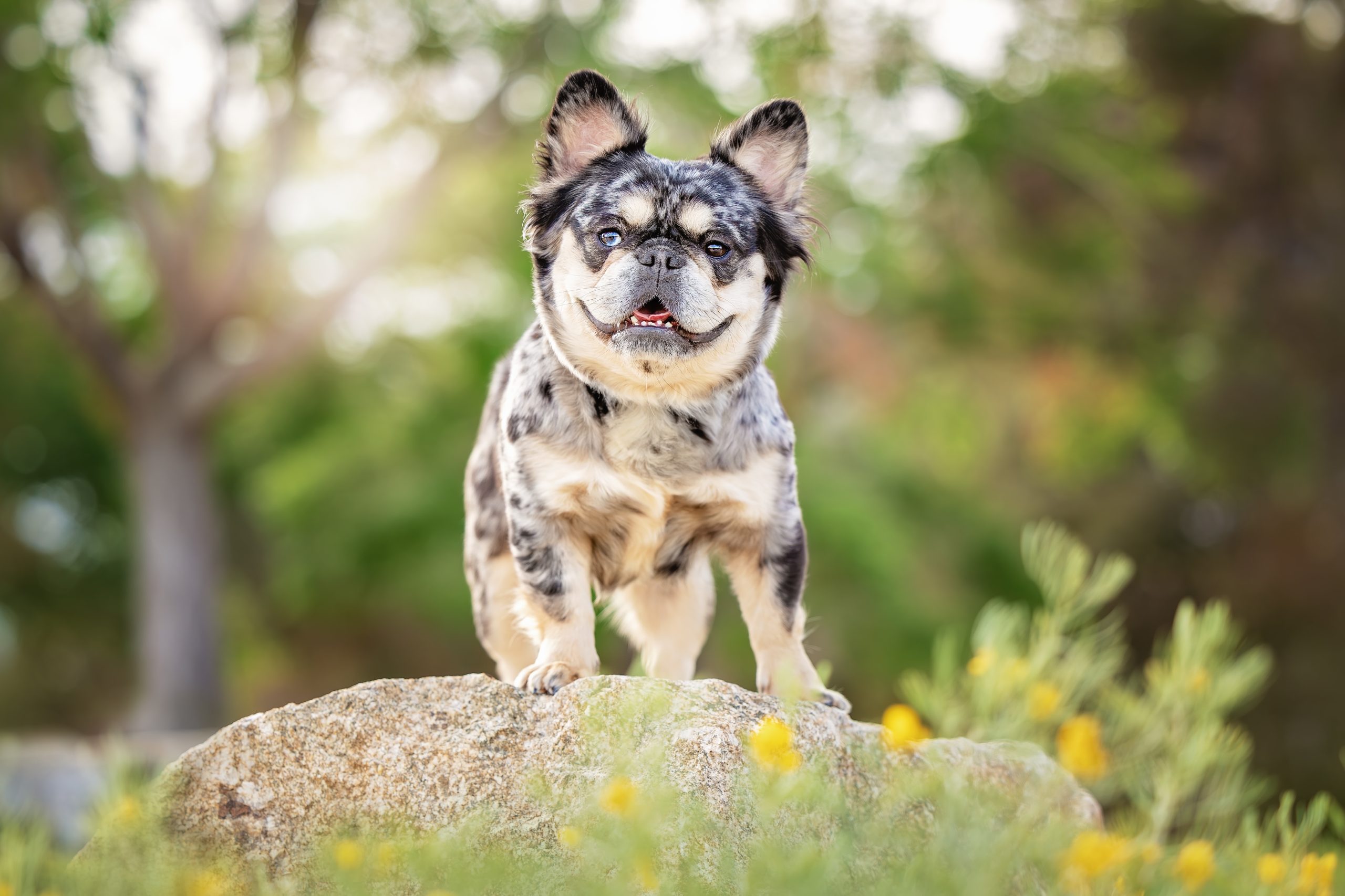 Mama Cass - The Animal Foundation