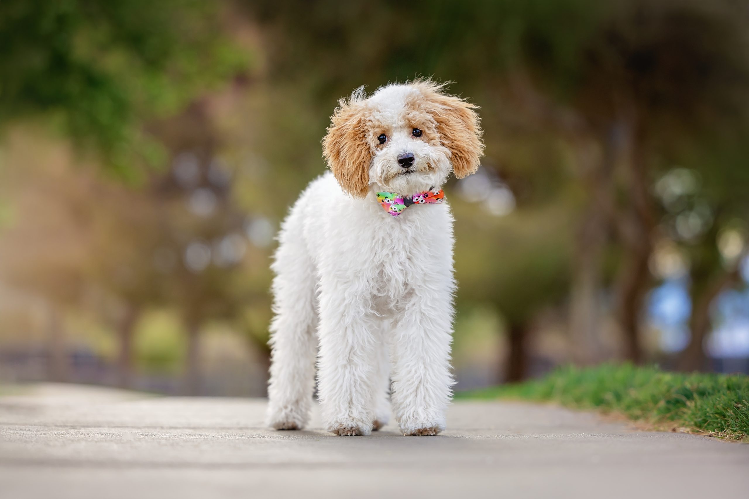 Best in Show 2025 - The Animal Foundation