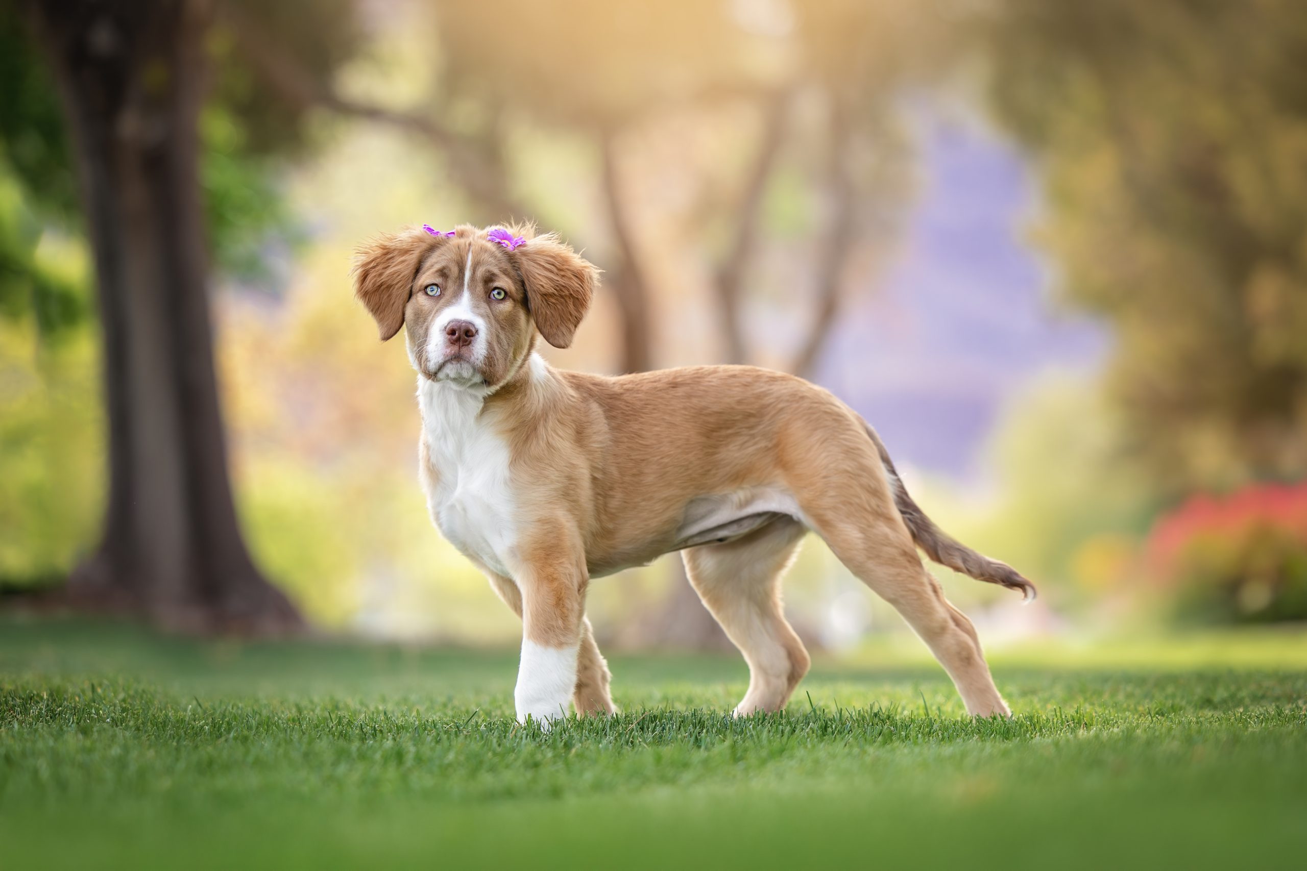 Princess Leia - The Animal Foundation