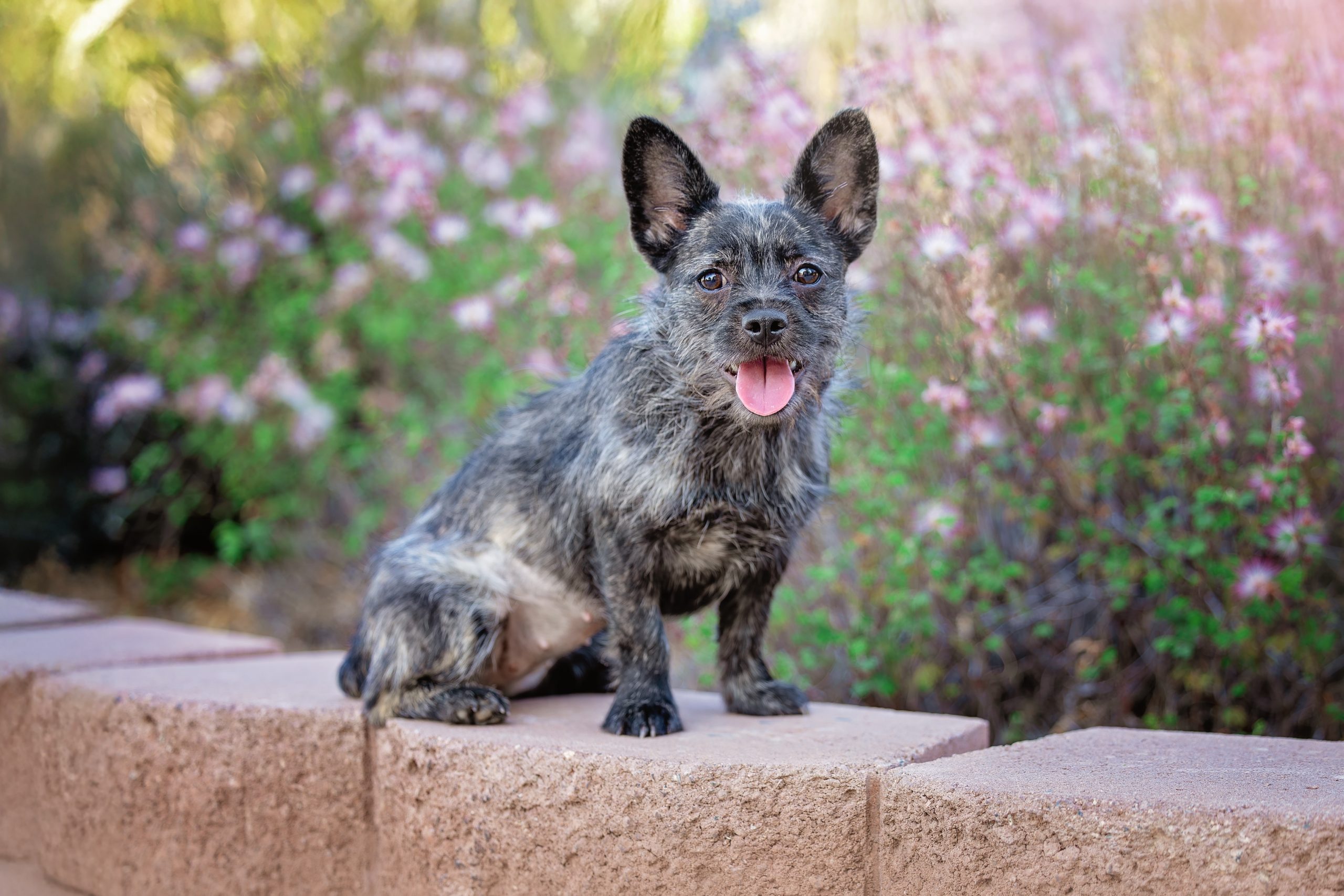 Best in Show 2025 - The Animal Foundation