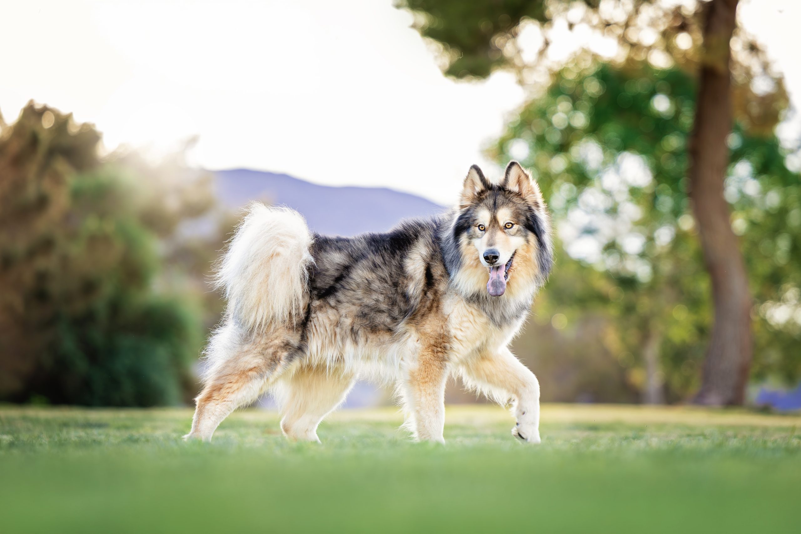 Sancho - The Animal Foundation