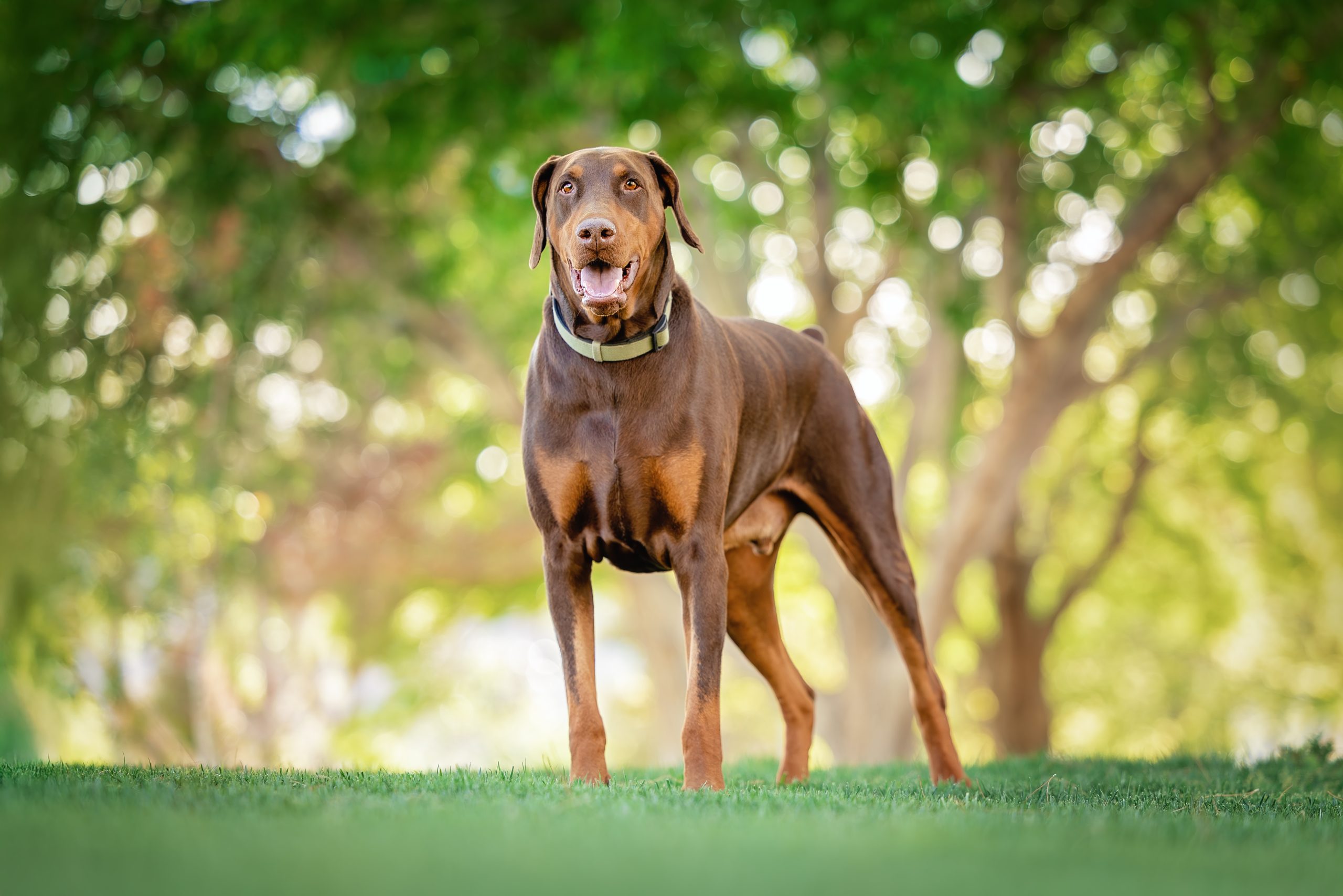 Shrimp - The Animal Foundation