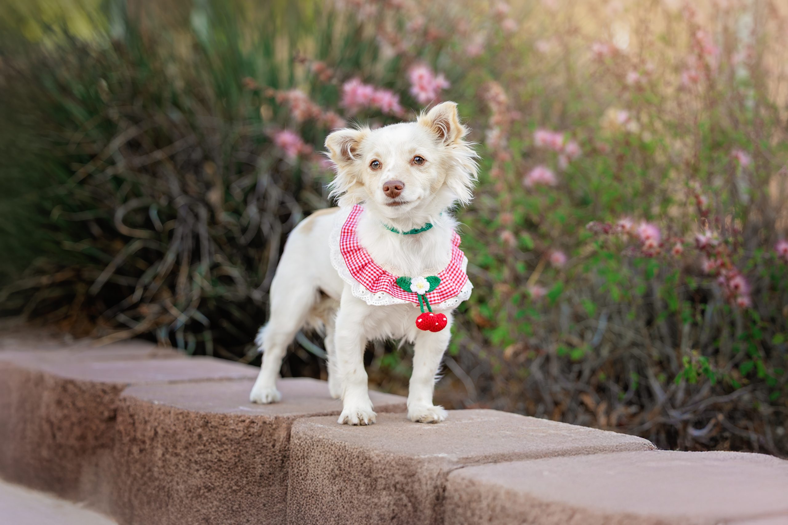 Best in Show 2025 - The Animal Foundation