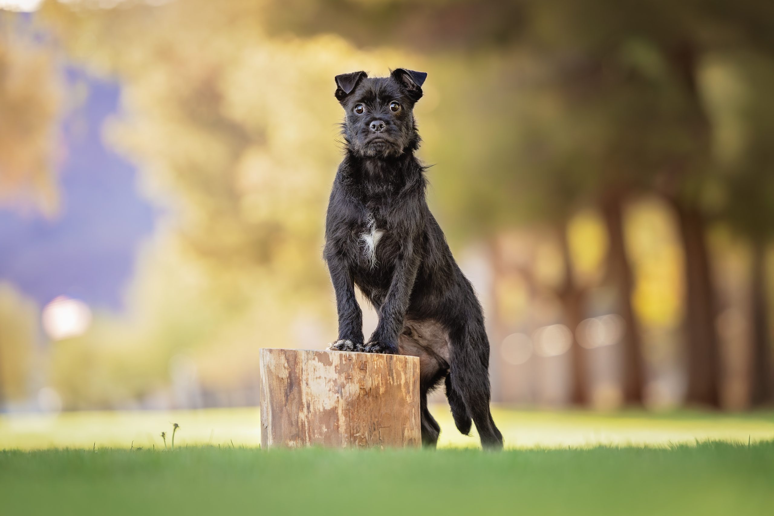 Wicket - The Animal Foundation