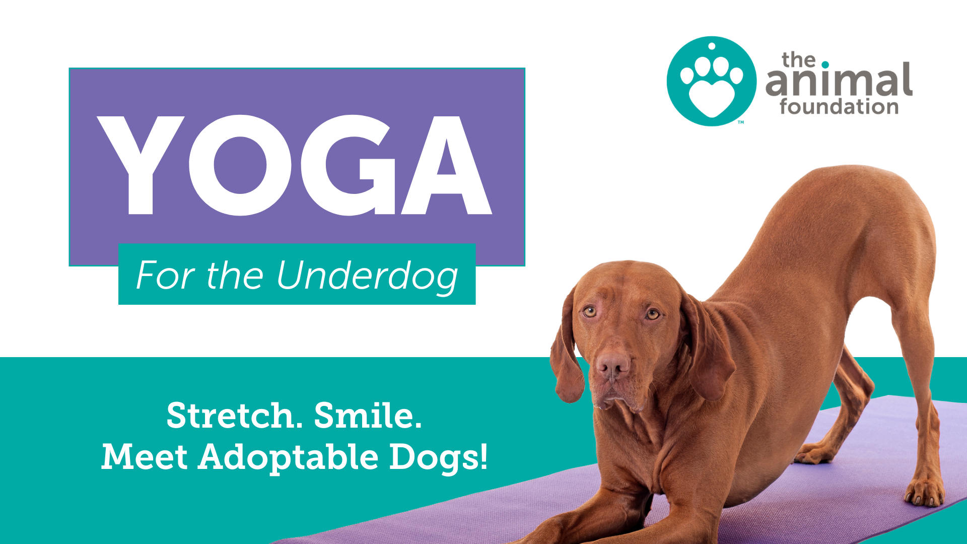 Yoga for the Underdog - The Animal Foundation