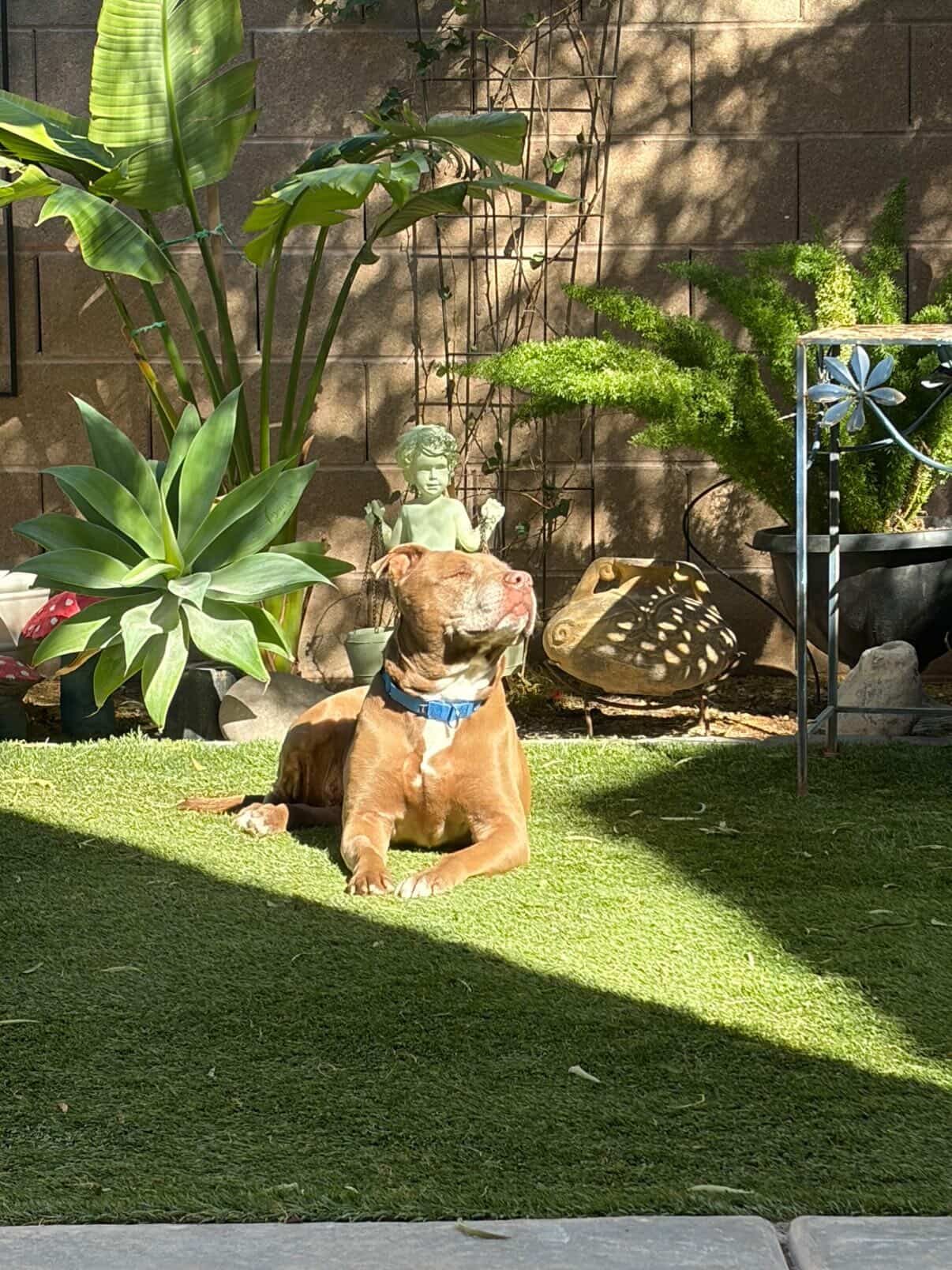 636688493_2085798328939844_8900498325342148338_n - The Animal Foundation