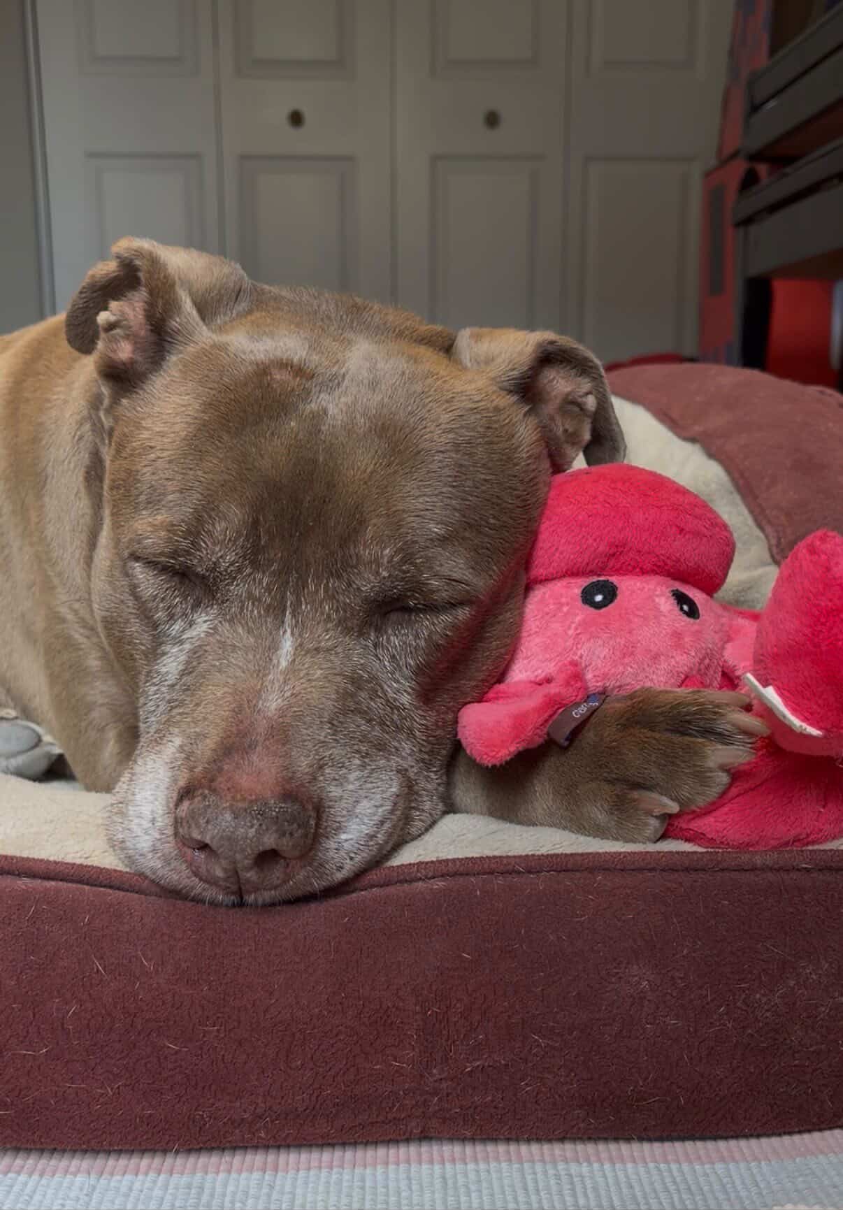 638322875_1193156023029313_2491278465451395643_n - The Animal Foundation