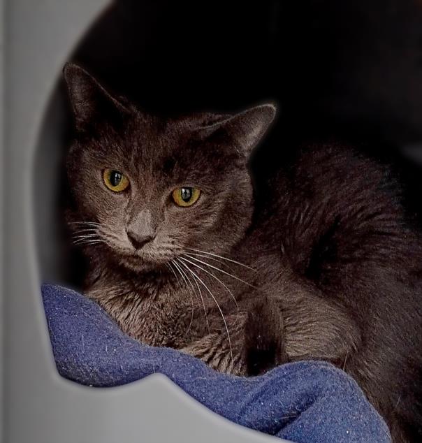 Gray cat with yellow eyes curled up inside a curved shelter, resting on a blue blanket