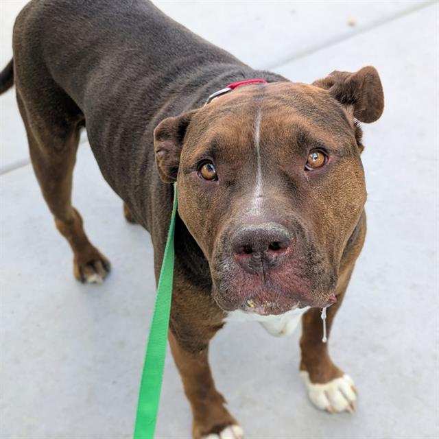 Brown pit bull mix looking up at the camera on a gray sidewalk, wearing a red collar and green leash.