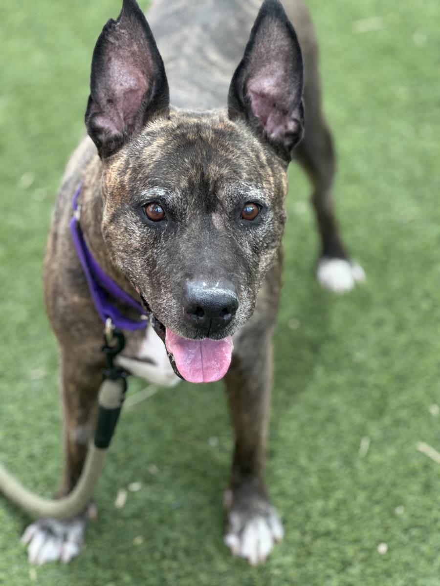 Brindle dog with ears erect on green grass, wearing a purple collar and leash, tongue out and looking at the camera.
