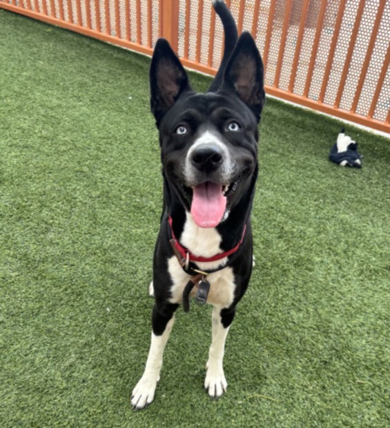 Happy black-and-white dog with perked ears sitting on artificial grass in a fenced yard, tongue out and wearing a red collar with a tag attached.