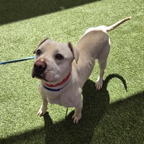 Light tan dog with a white chest on a blue leash, standing on green grass and looking up at the camera.