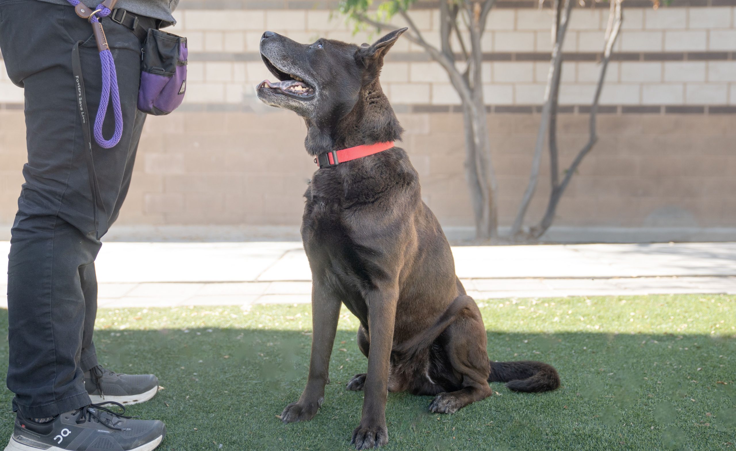 zuzu-7 - The Animal Foundation