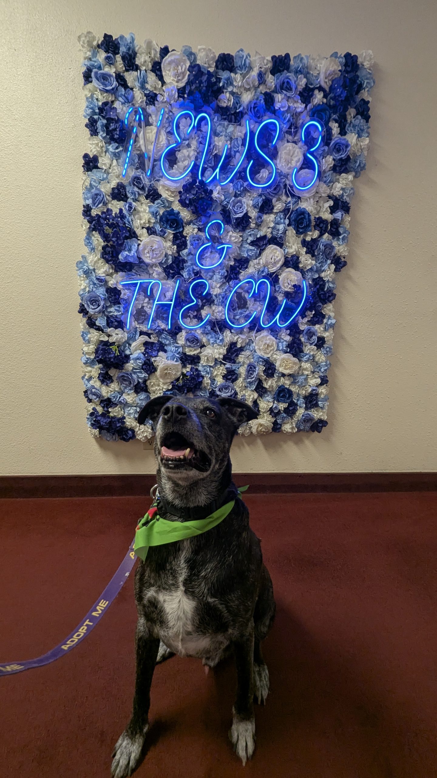 Dog sits in front of a blue-white flower wall with a blue neon sign reading 'News & the CW'; wearing a green bandana.